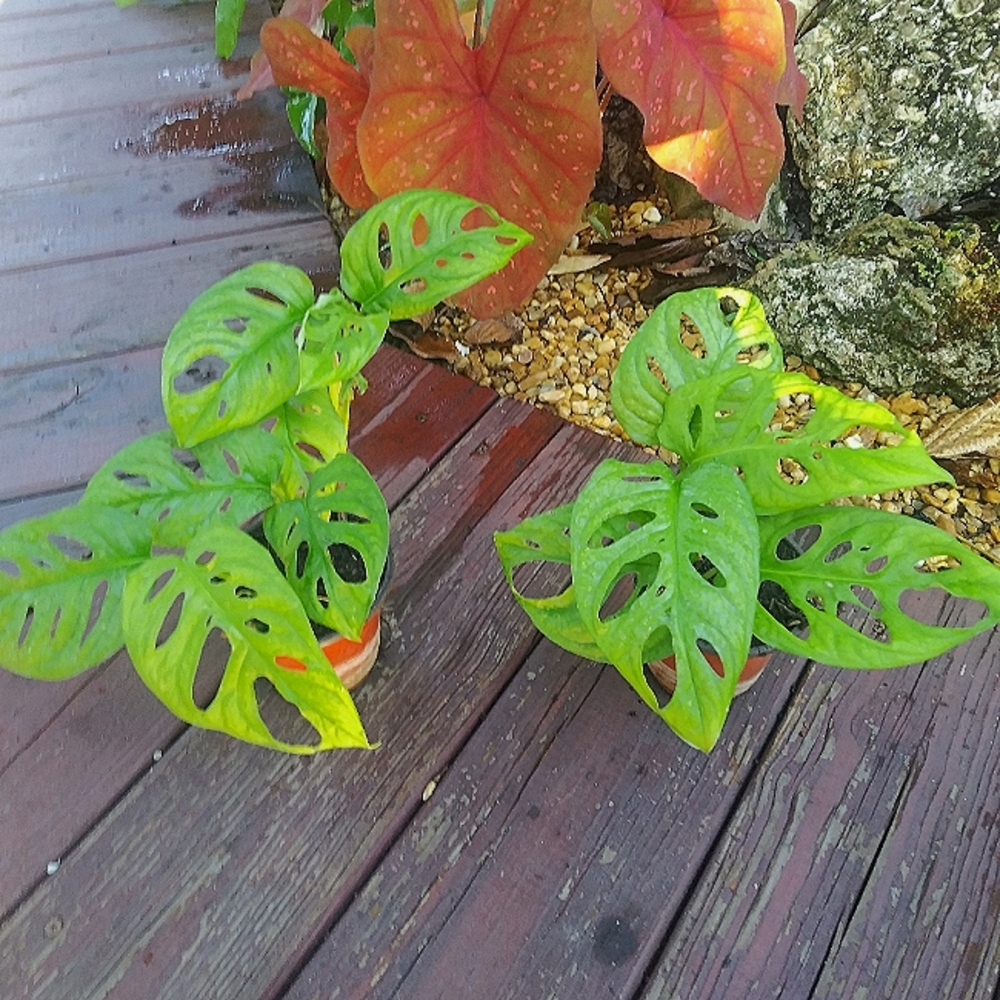 Monstera Adansonii